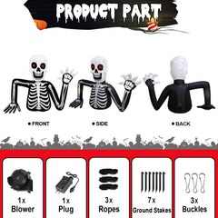 inslife skull side profile demonstrating full six-foot height outdoors