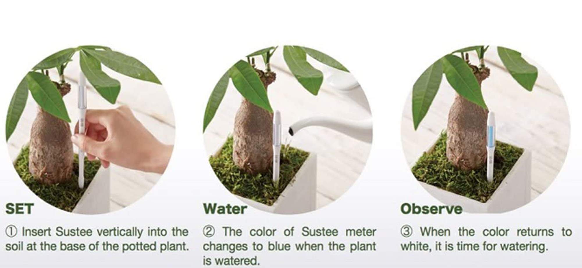IPPINKA Sustee showing blue indicator confirming adequate soil moisture after watering