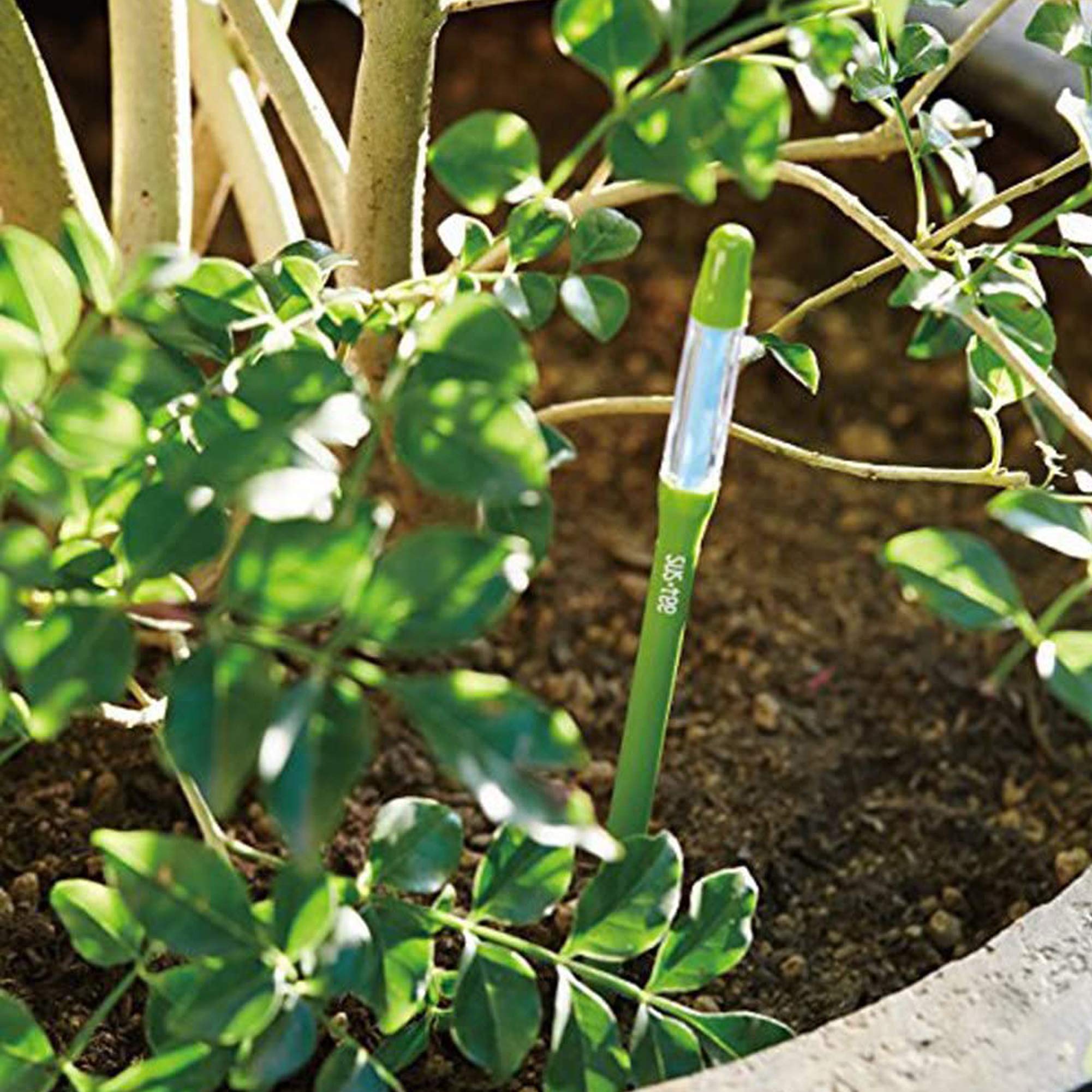 IPPINKA Sustee placed in a succulent pot illustrating easy, no-mess monitoring