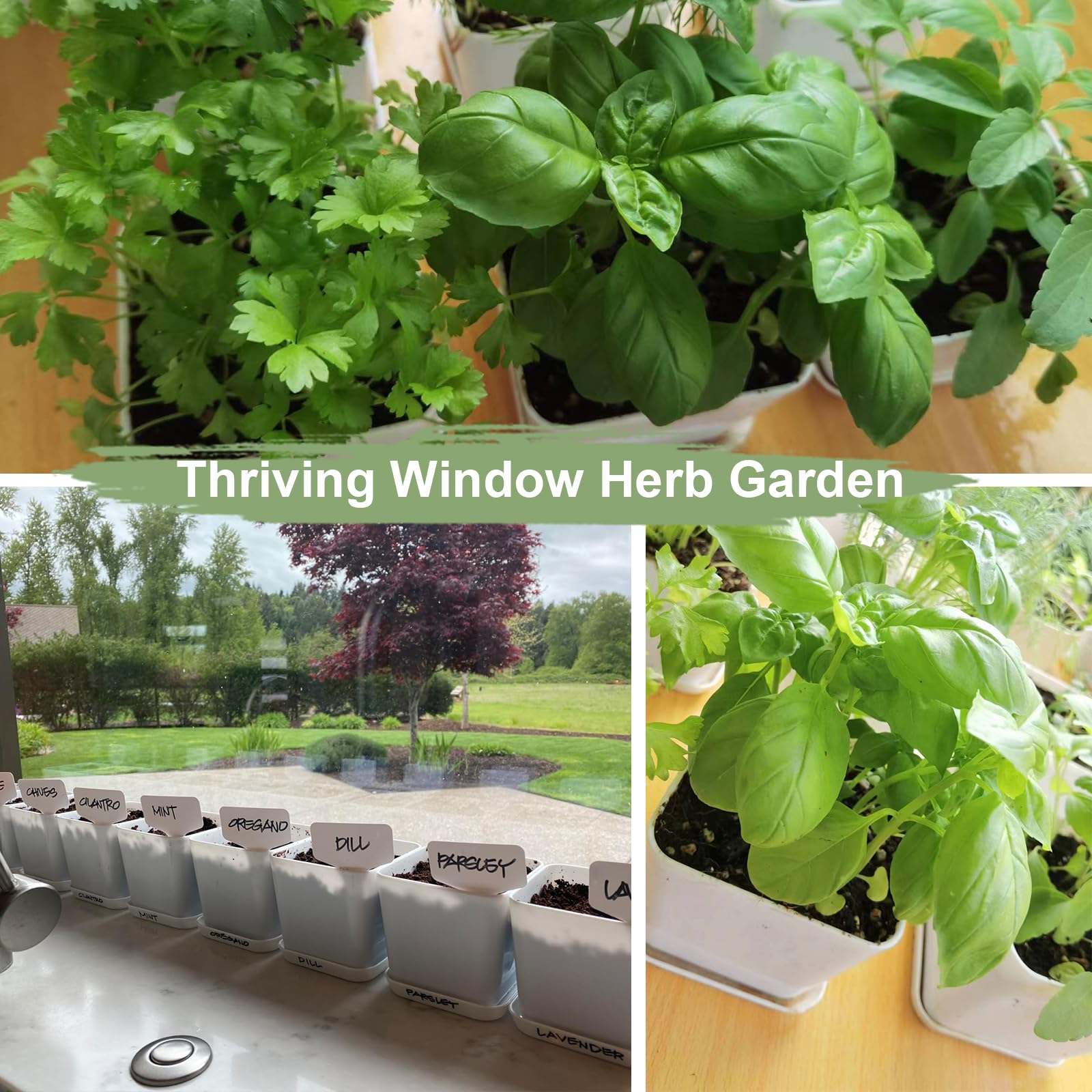 iRealgarden fresh herb harvest beside cooking ingredients enhancing meals benefit