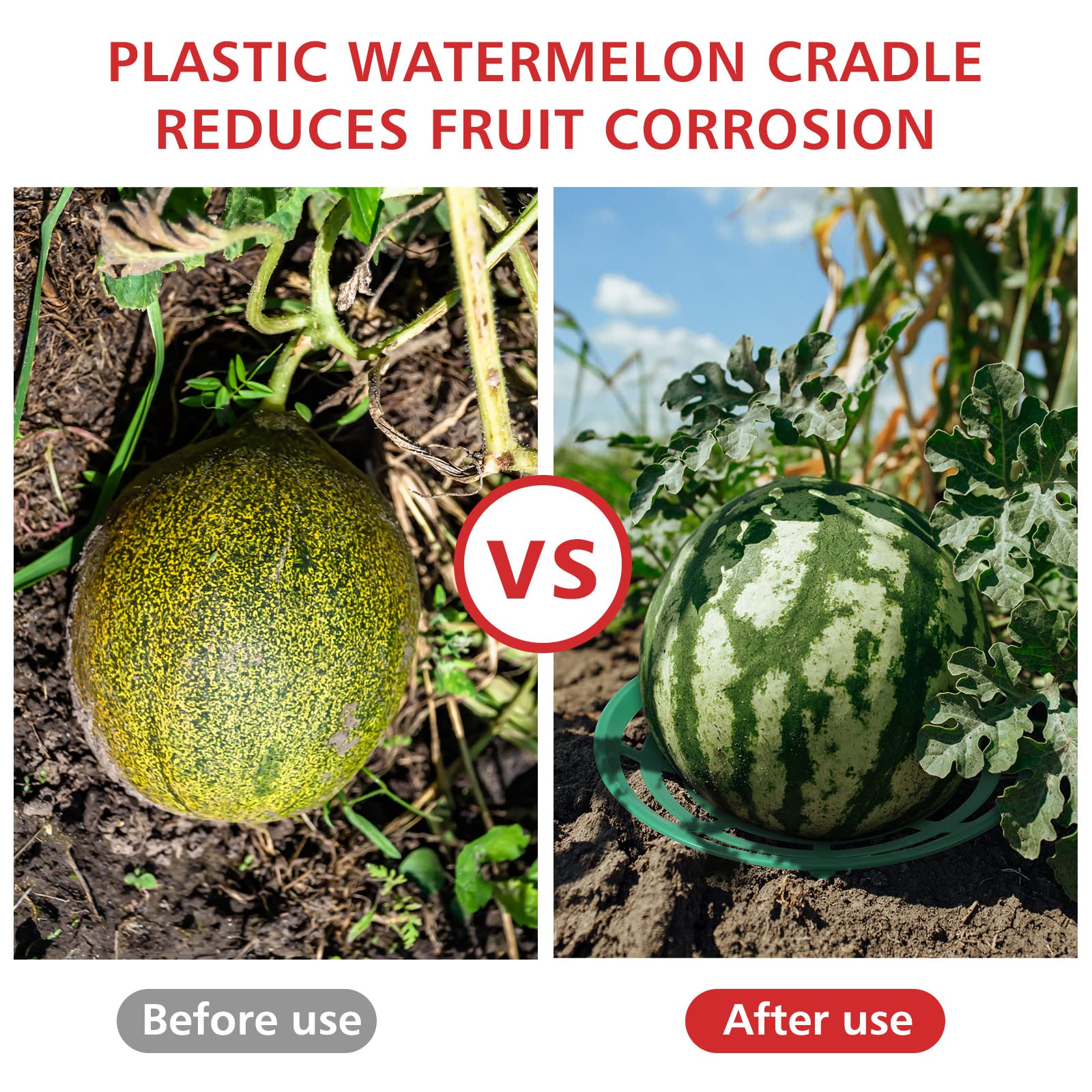 Irenare cradle supporting a watermelon off soil showing rot prevention benefit
