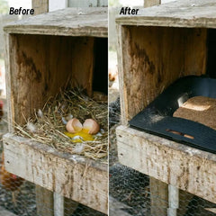 IVAHOU nesting box installed inside a coop improving egg hygiene and accessibility