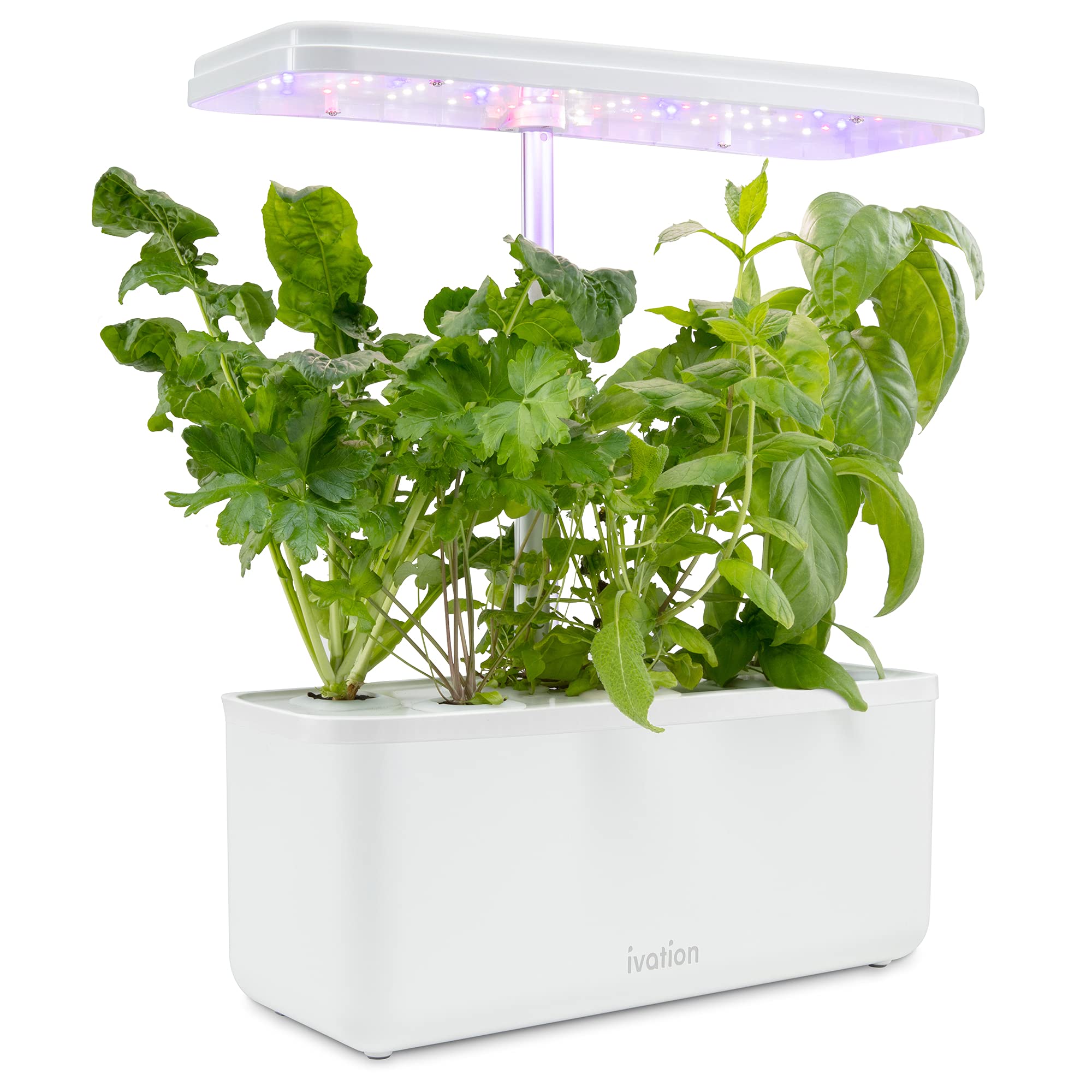 Ivation harvested herbs displayed from system, fresh year-round produce