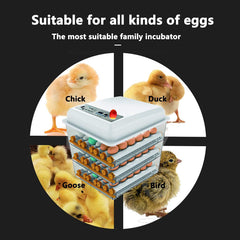 JAEDO interior with adjustable roller trays demonstrating secure egg placement