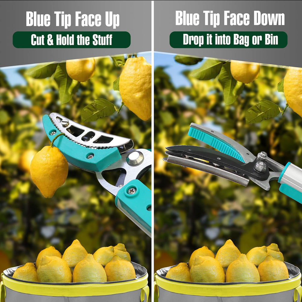 Jardineer pruner in use picking oranges to avoid ladder risk