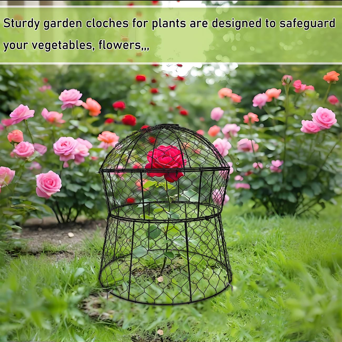 JAWULIJA cloche staked in a vegetable bed protecting young plants from animals