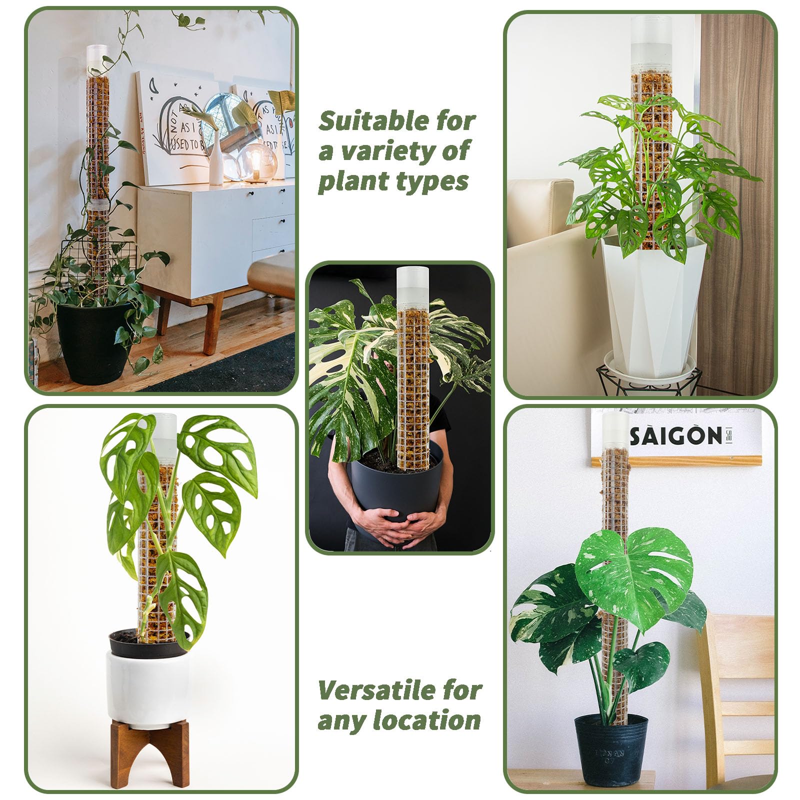 Jegu in-use with Monstera climbing, showing improved plant training and support