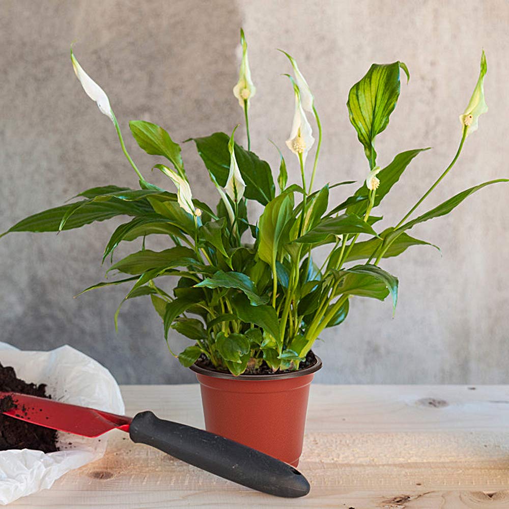 JERIA hand holding pot to show 6-inch scale and portability