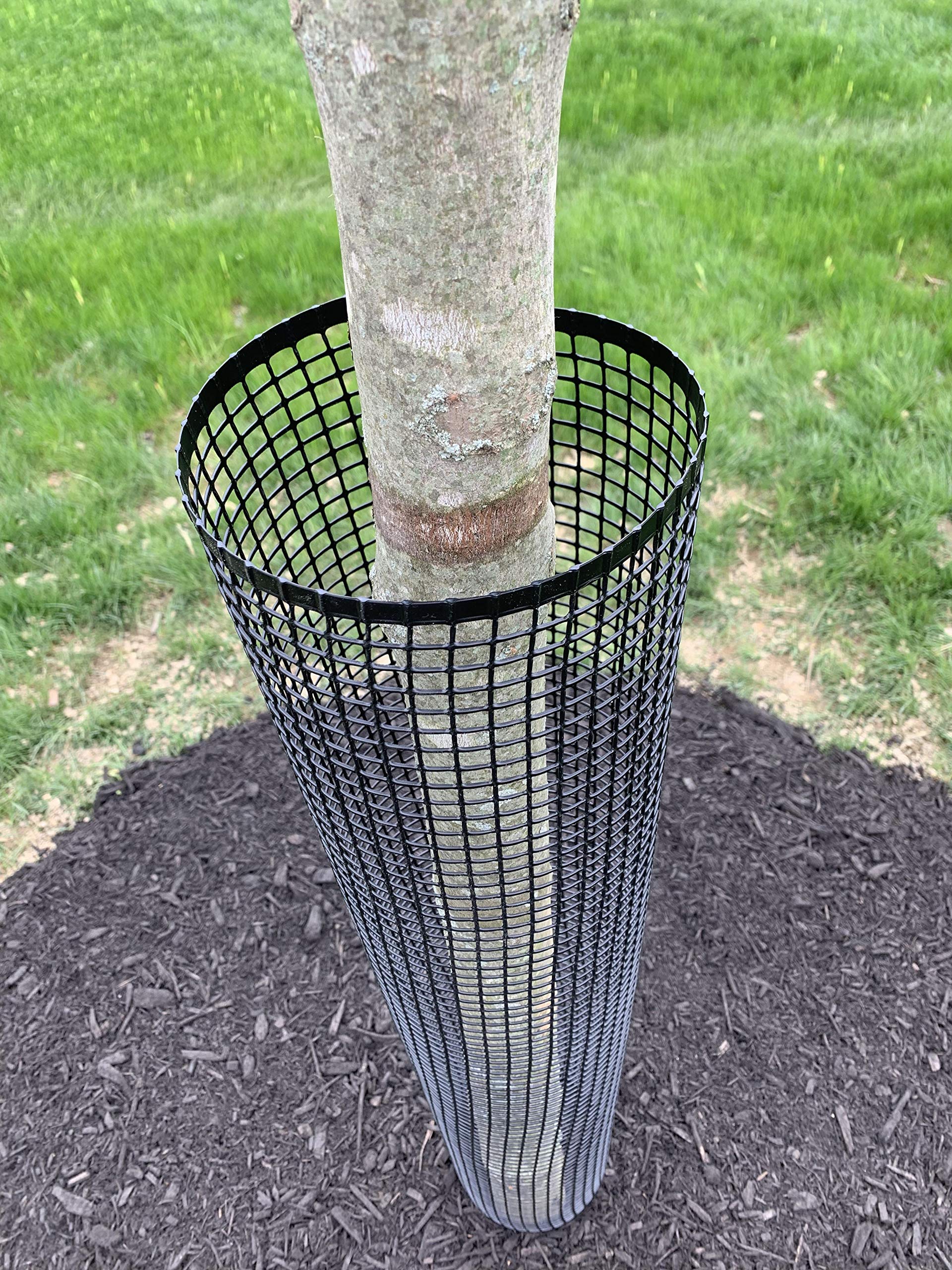 Jiggly Greenhouse tree guard in a backyard setting protecting new sapling