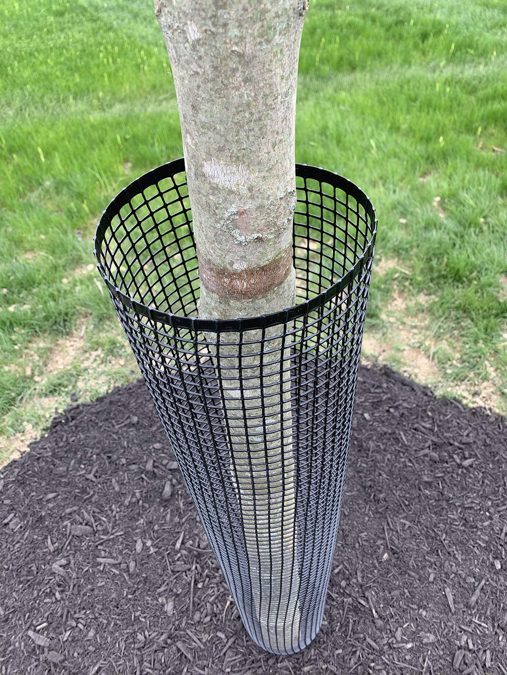 Jiggly Greenhouse tree guard in a backyard setting protecting new sapling