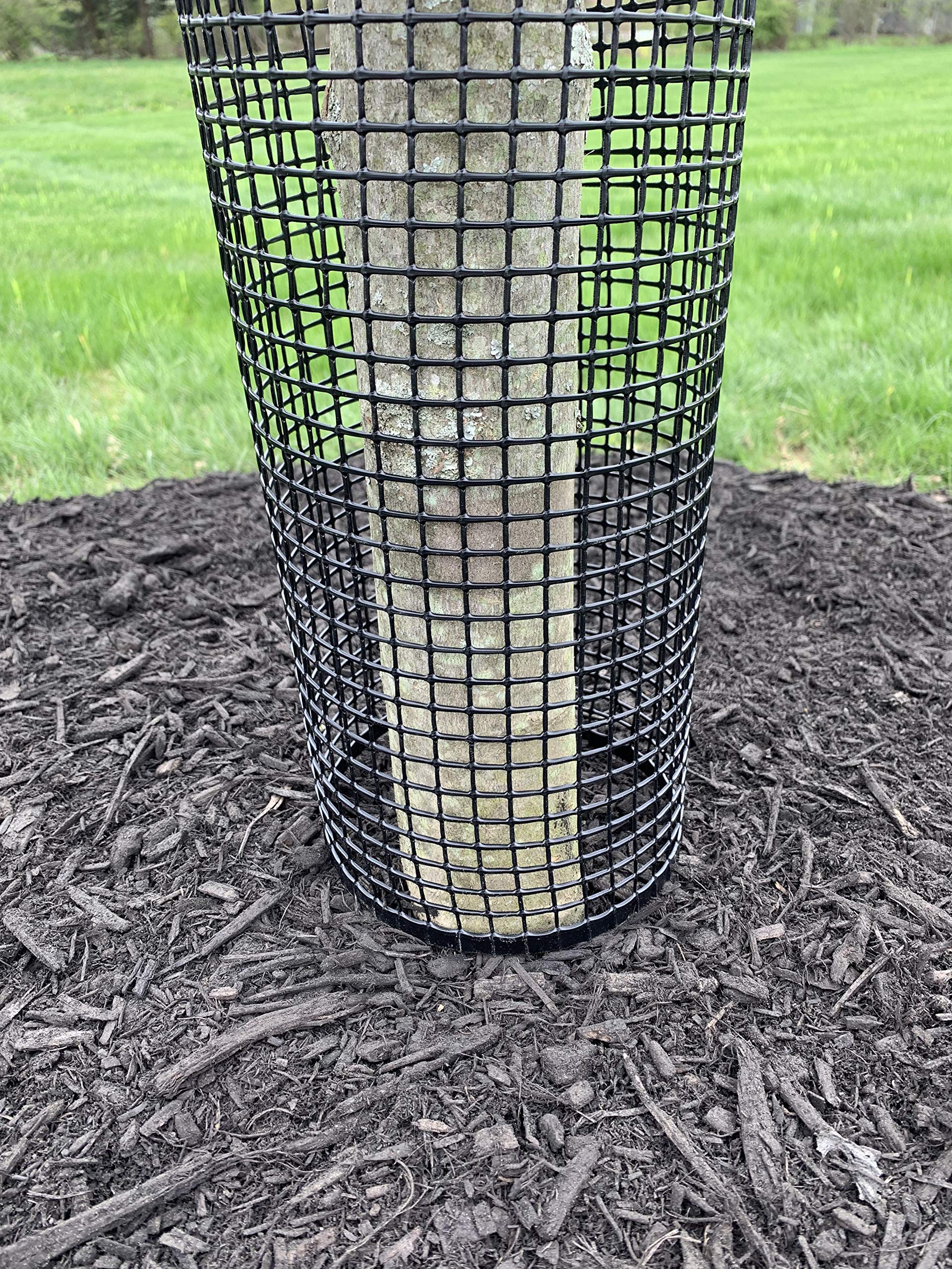 Jiggly Greenhouse side-by-side trunk comparison showing protected versus unprotected bark