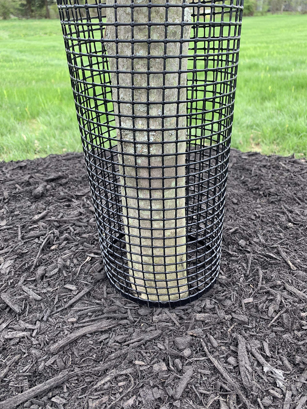 Jiggly Greenhouse side-by-side trunk comparison showing protected versus unprotected bark
