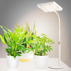 JINHONGTO front view on desk showing compact lamp and clear lighting benefit