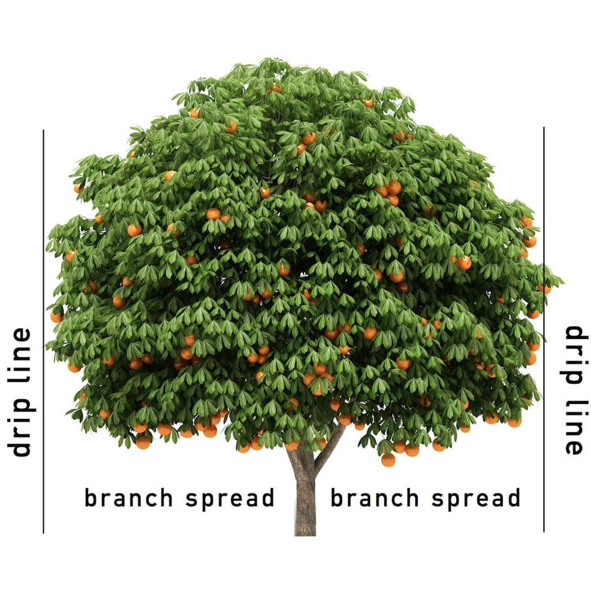 Jobe's Organics gardener inserting a spike demonstrating simple application