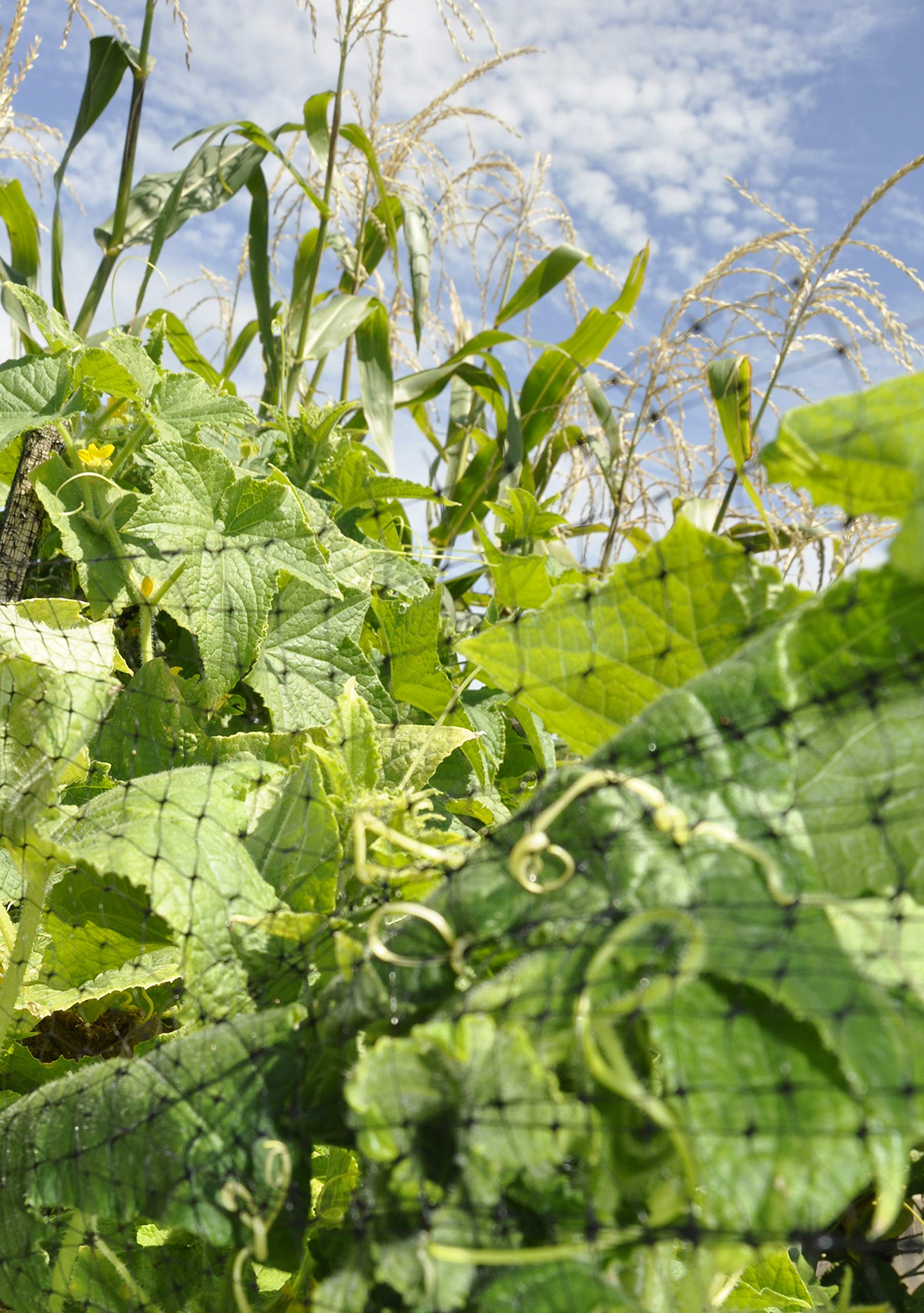 Jobe's Organics fenced garden area demonstrating protected landscape use