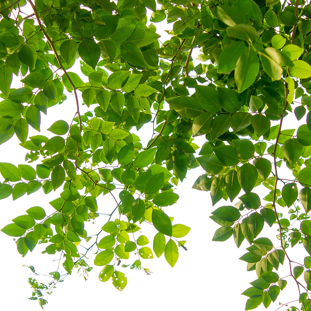 Jobe's Organics used in a yard with oak and boxwood for healthier landscape