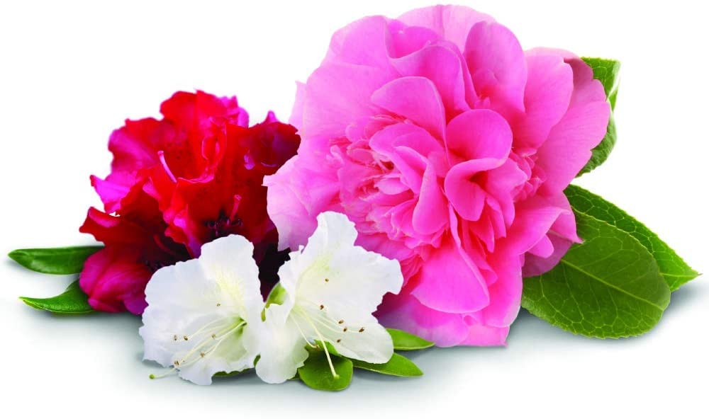 Jobe's Organics spikes around blooming azaleas illustrating results