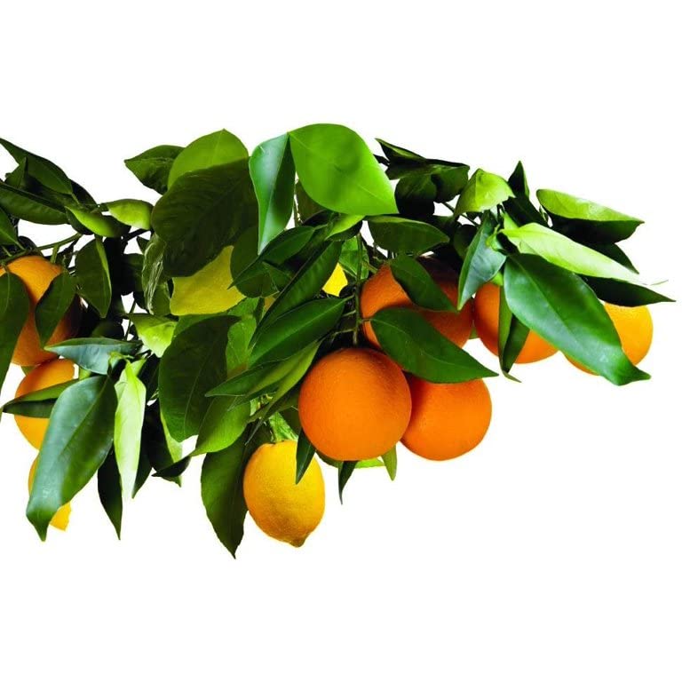 Jobe's Organics three spikes arranged to show pack contents and convenience