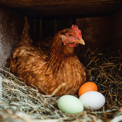JolliLudo eggs placed in a nesting box demonstrating improved laying location habits