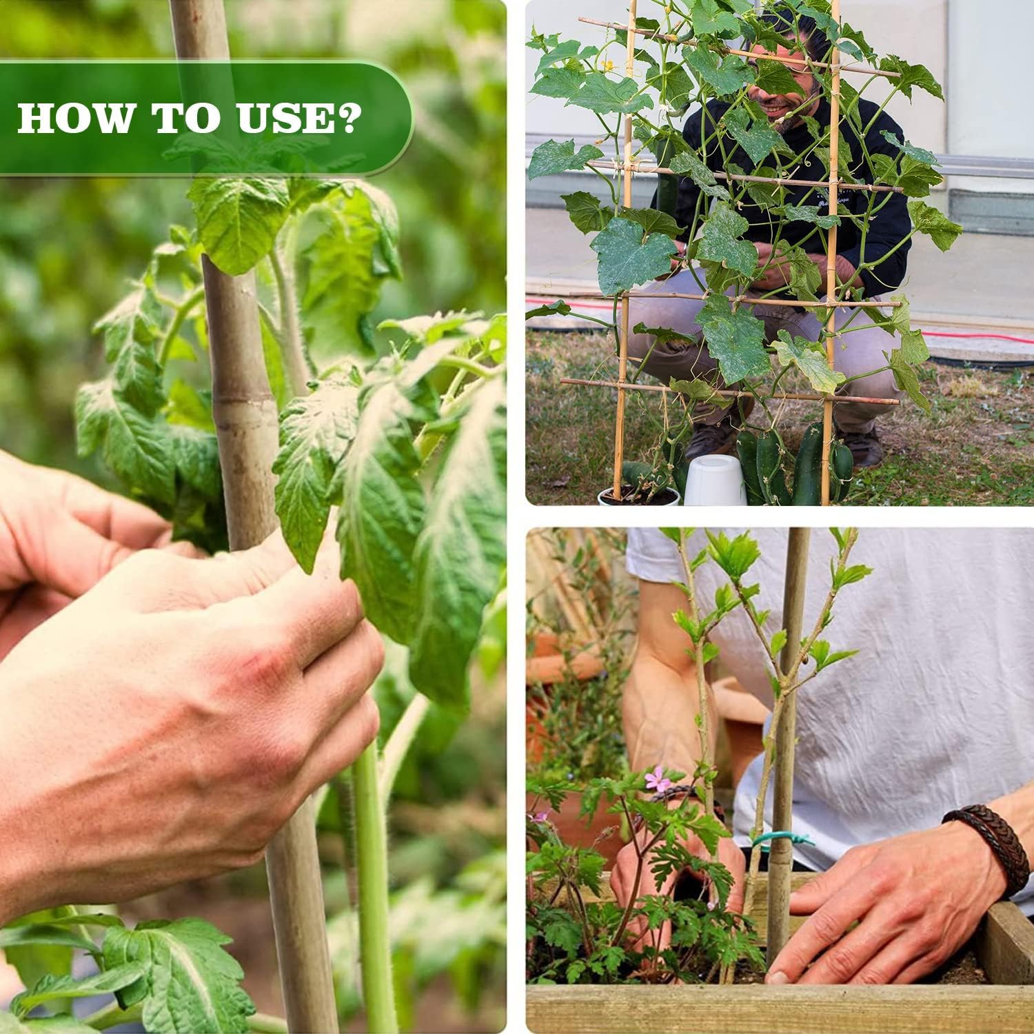 Jollybower trimmed stake in a pot showing easy customization for containers