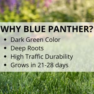 Jonathan Green mature dark green turf showing uniform texture, highlights durable attractive lawn