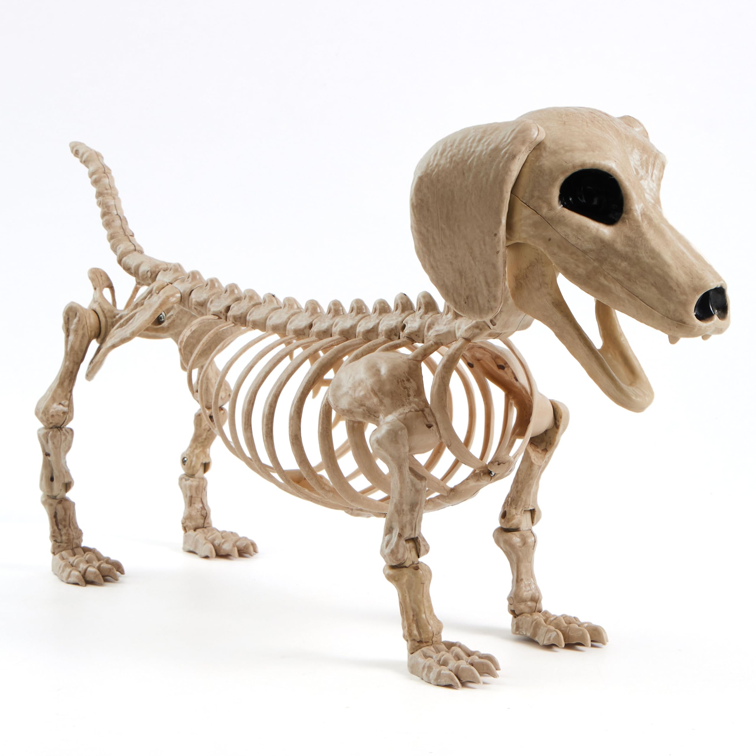 JOYIN wiener dog skeleton front view showing spooky dachshund charm