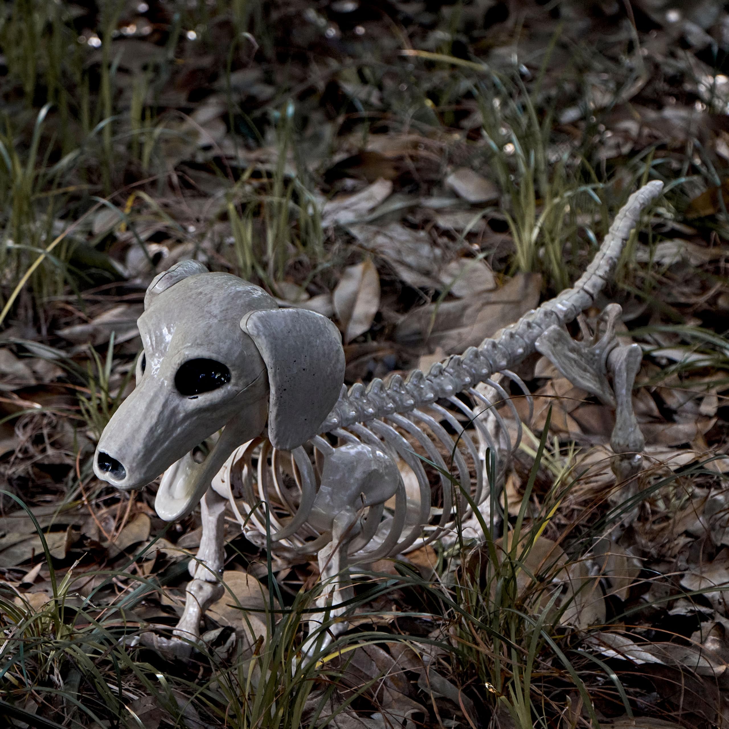 JOYIN wiener dog skeleton joint movement demo showing poseable flexibility