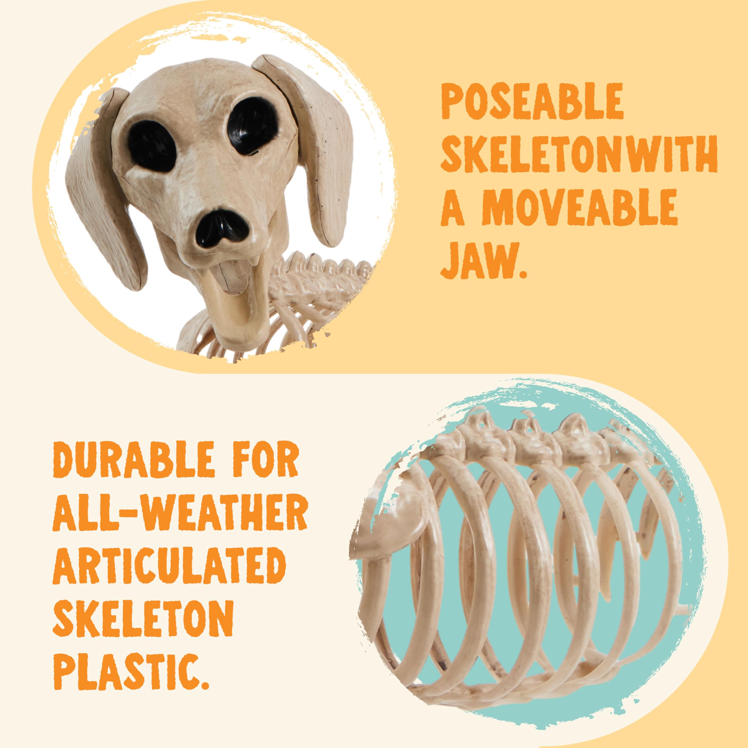 JOYIN wiener dog skeleton with ruler size comparison for scale reference