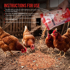 Jqely chickens eating mixed feed illustrating tasty acceptance and steady consumption