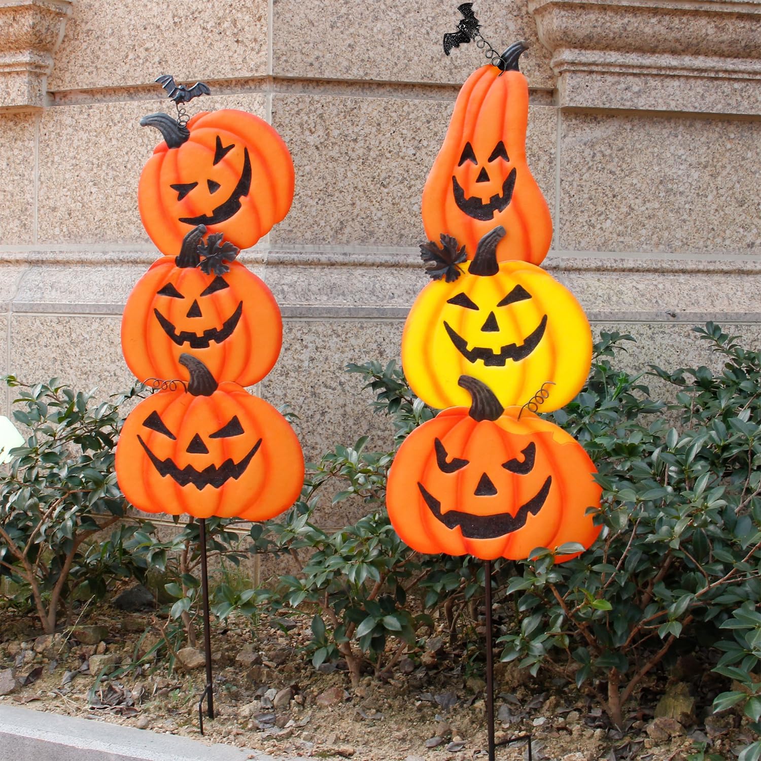 Juegoal pumpkins beside rake for scale showing compact, portable size