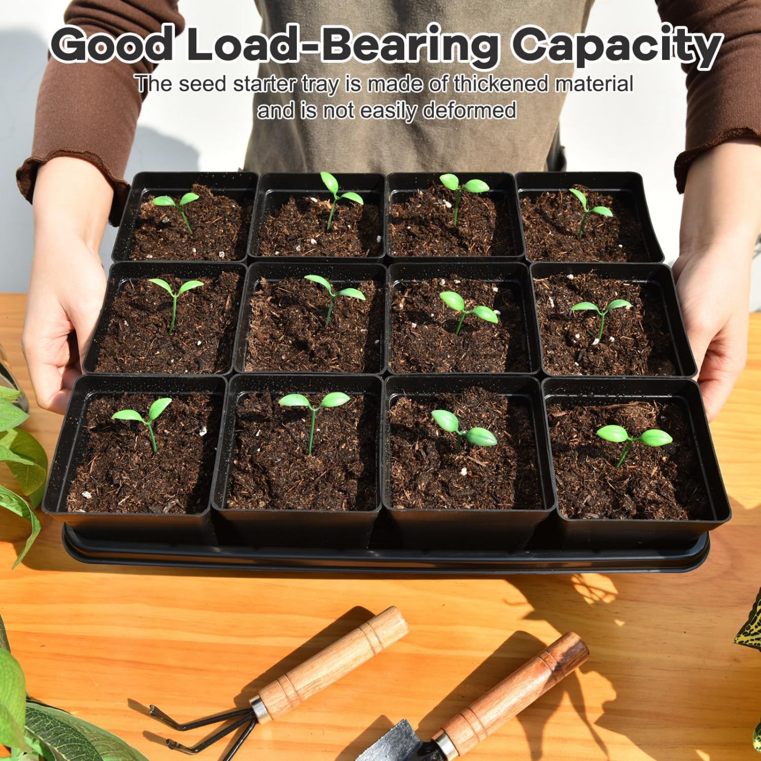 June Fox potted seedlings on a windowsill showing early growth and efficient space use