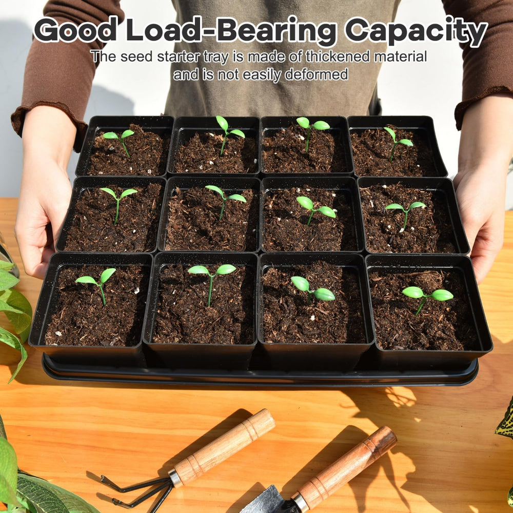 June Fox potted seedlings on a windowsill showing early growth and efficient space use