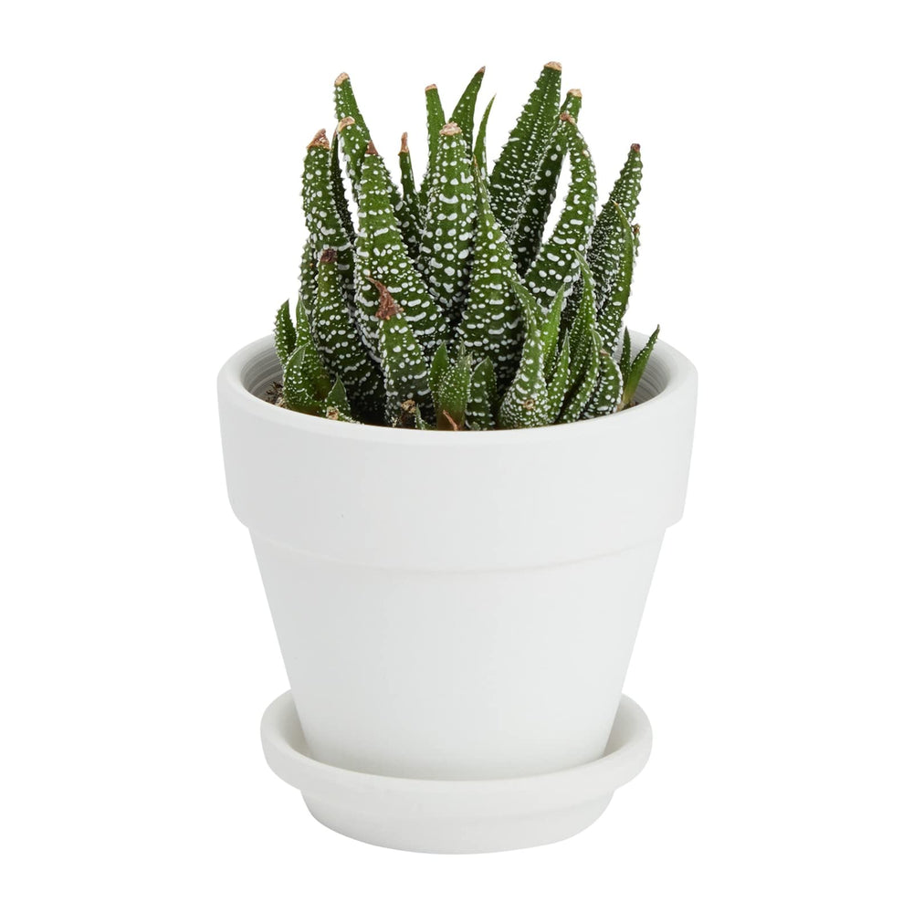 Juvale hand-held pot showing size scale and compact convenience benefit