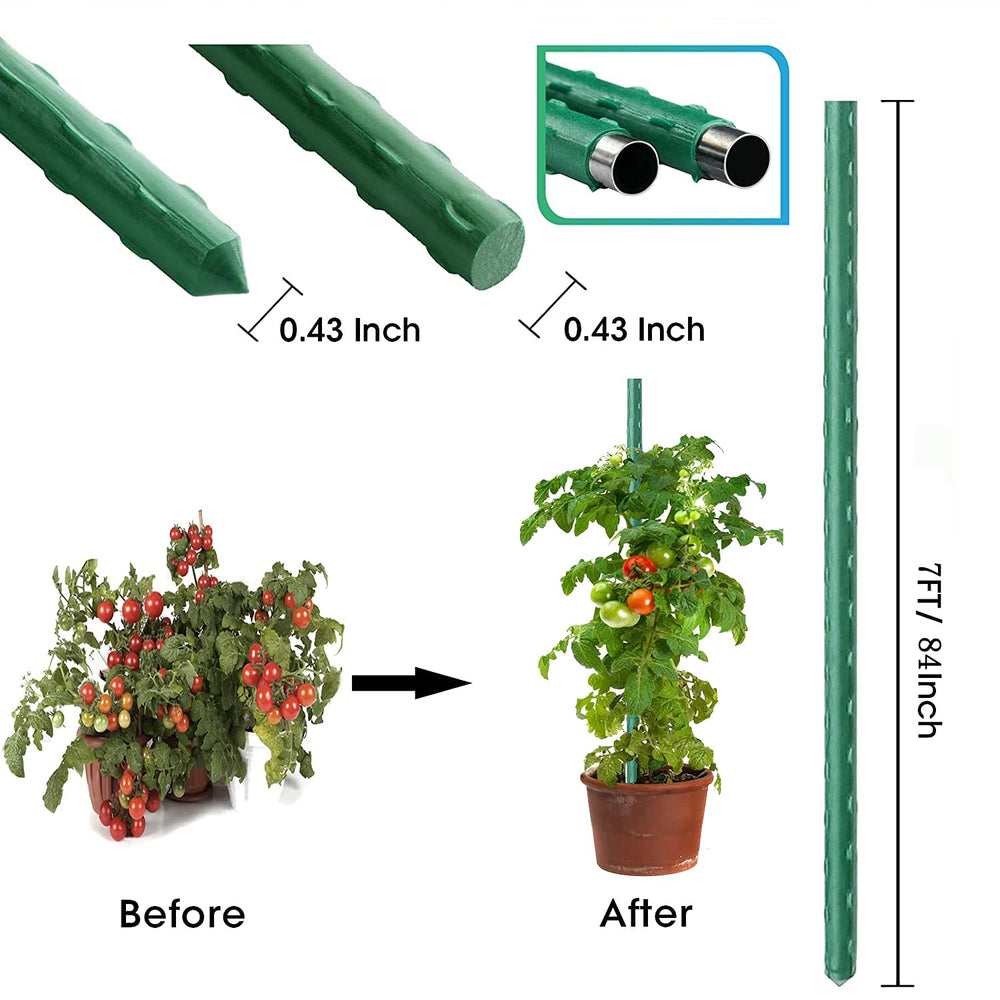 Jxrhy stake installed with tomato plant demonstrating stable vertical support and airflow