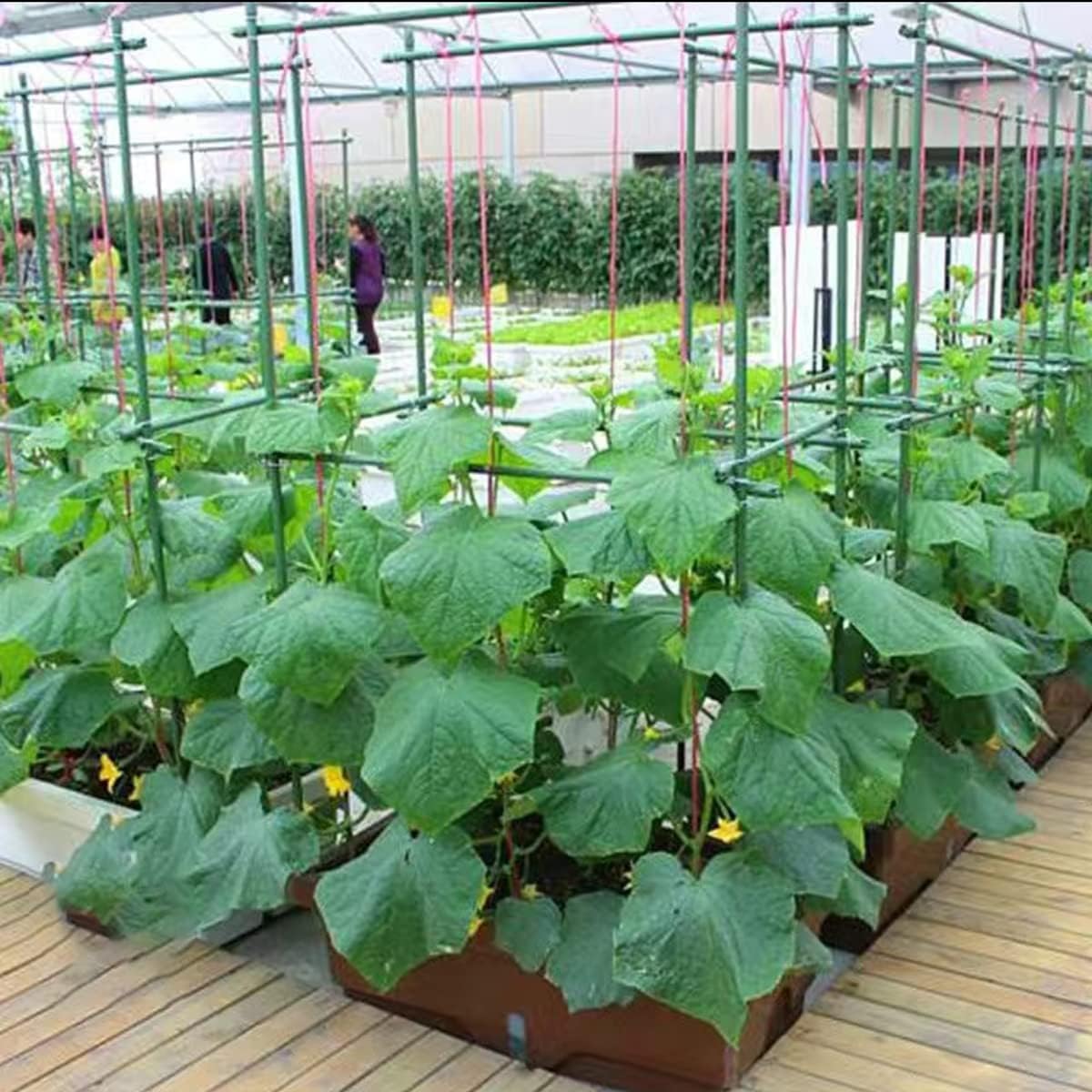 Jxrhy stake beside a tape measure showing 72-inch length for tall vegetable support