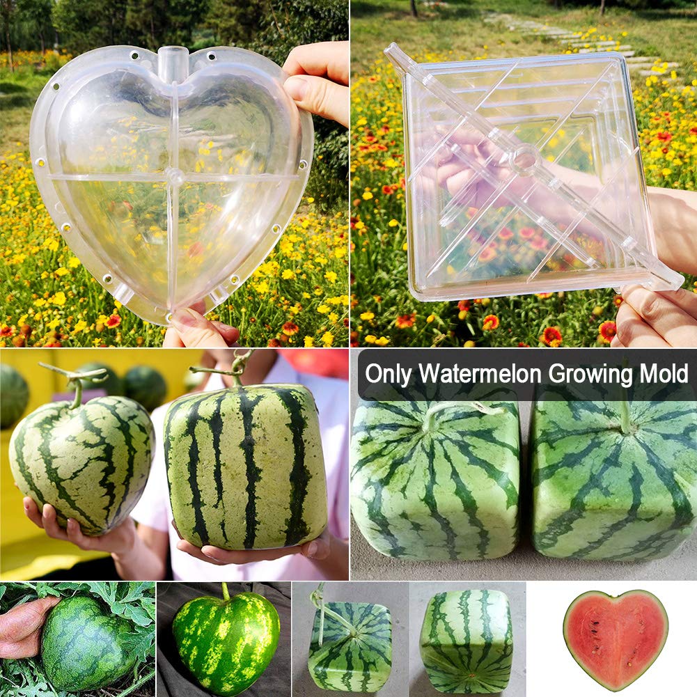 Kakalote heart mold front view highlighting transparent design for visible fruit growth progress