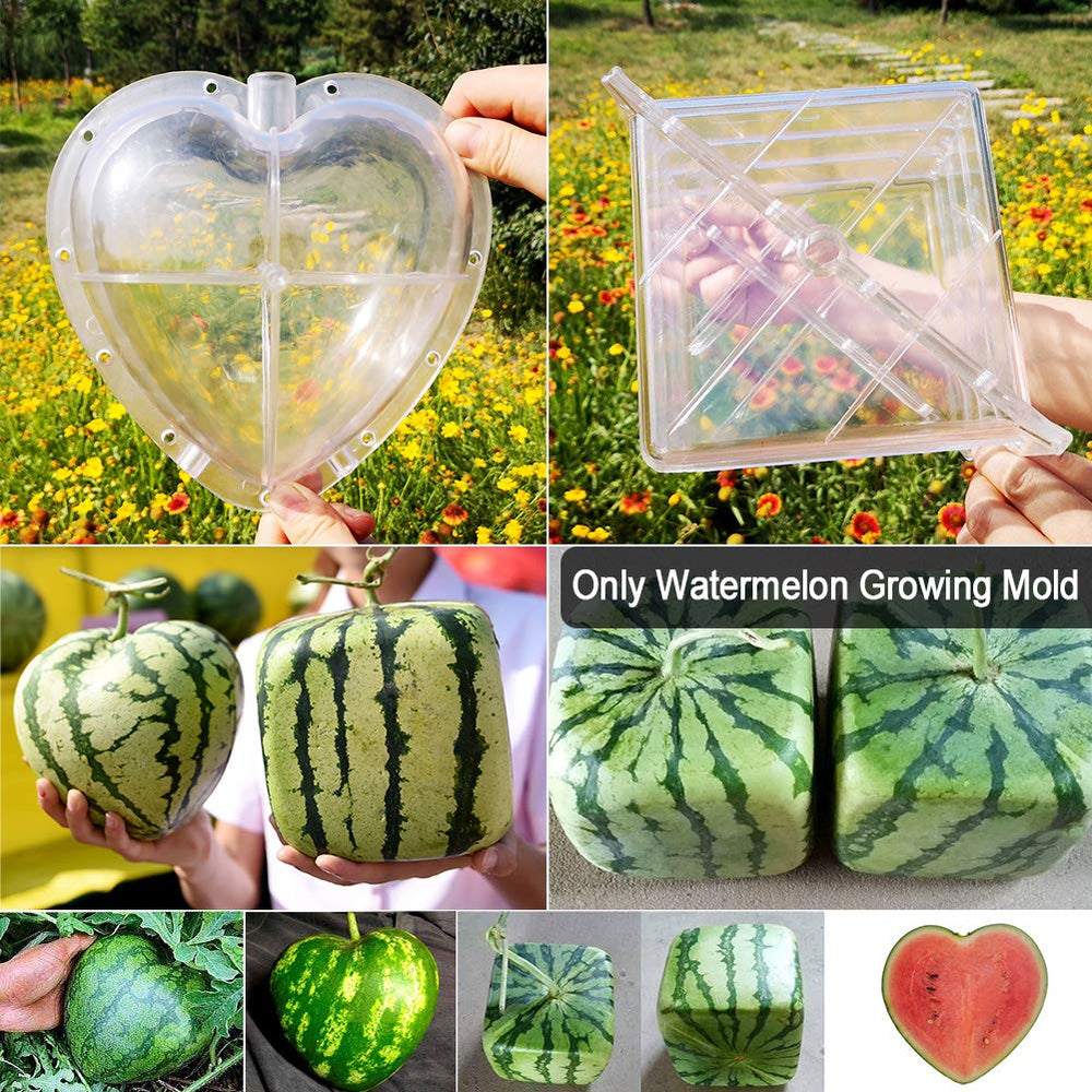 Kakalote heart mold front view highlighting transparent design for visible fruit growth progress