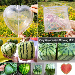 Kakalote heart mold front view highlighting transparent design for visible fruit growth progress