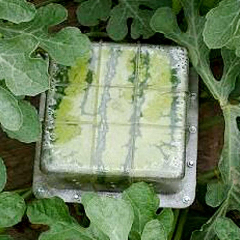 Kakalote square mold front view showing clear shape and sturdy walls for neat fruit shaping