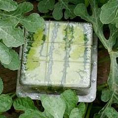 Kakalote square mold front view showing clear shape and sturdy walls for neat fruit shaping