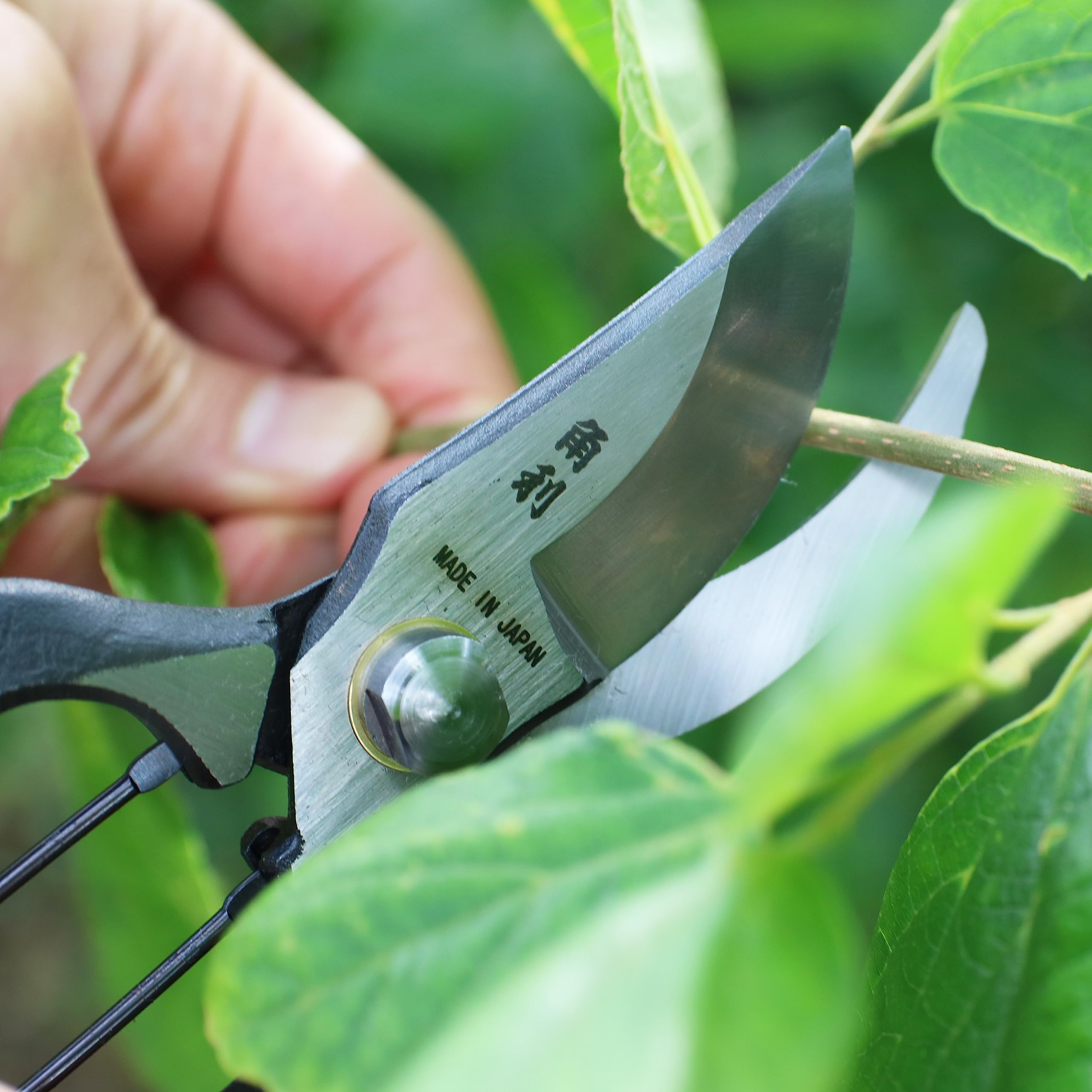 KAKURI shears cutting bonsai branch demonstrating precise, clean trimming