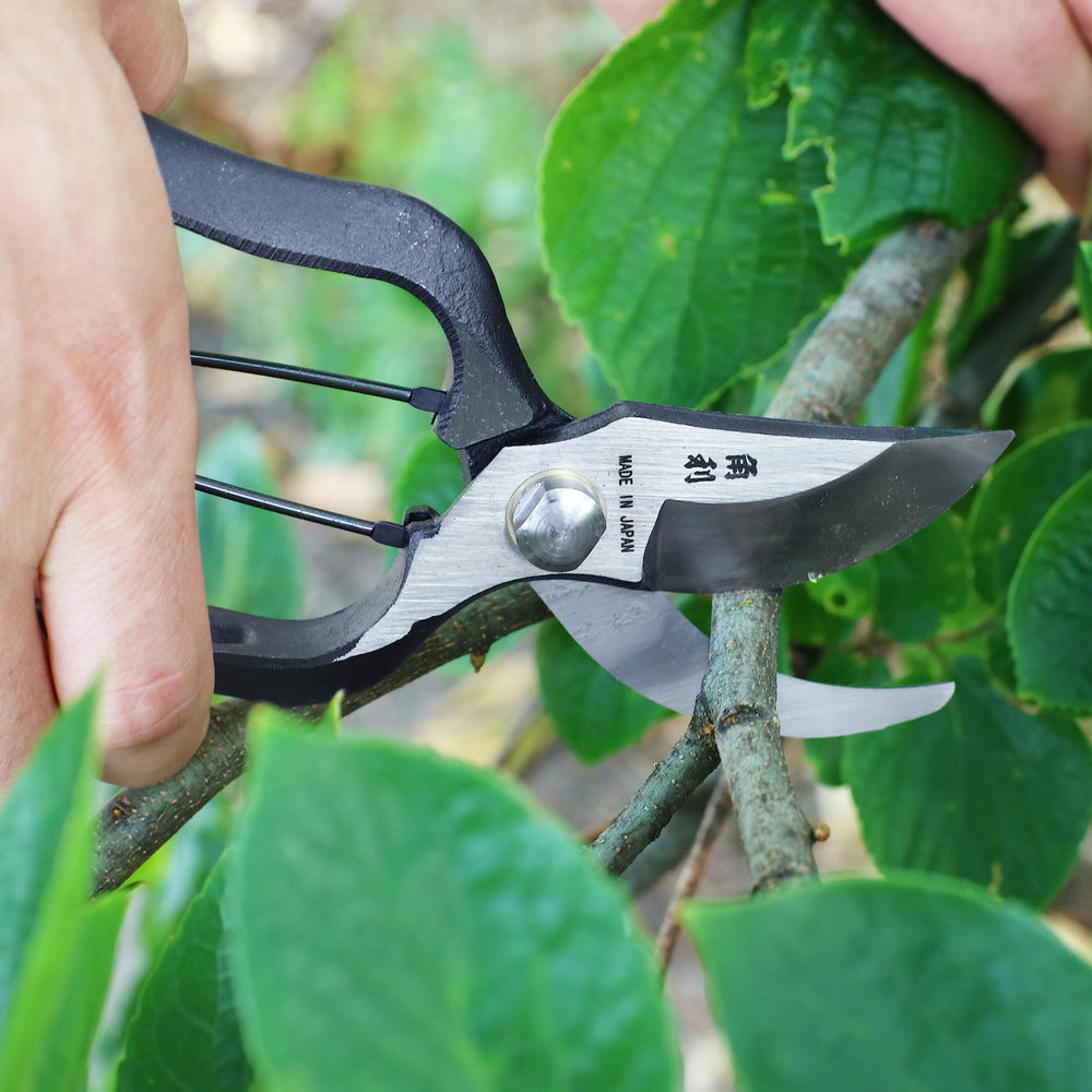 KAKURI pruning shears next to ruler showing 8 inch size for scale and fit