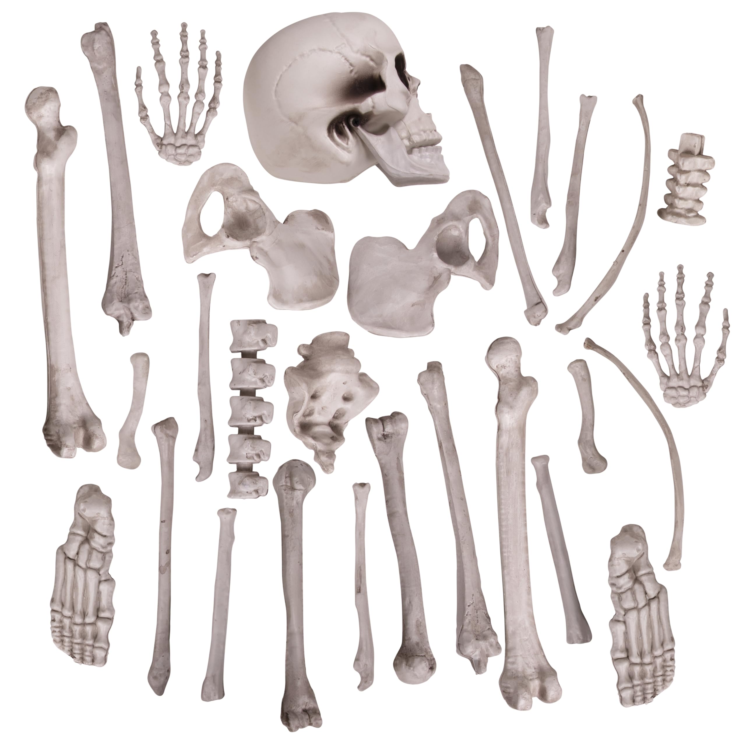 Kangaroo bones used in classroom anatomy setup for visual learning aid