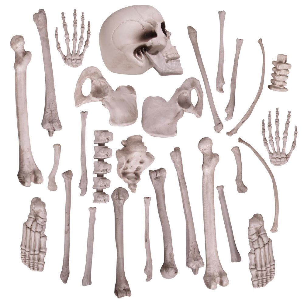 Kangaroo bones used in classroom anatomy setup for visual learning aid