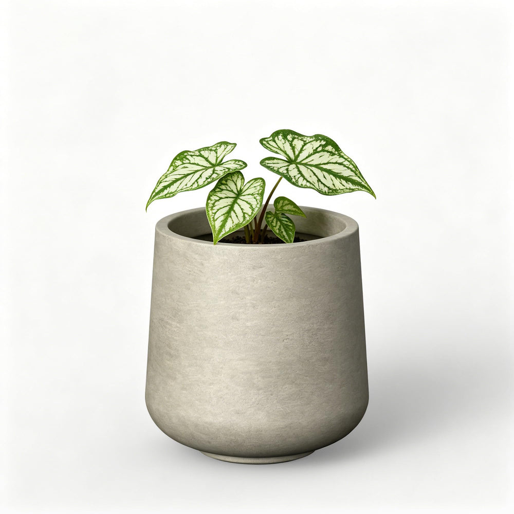 Kante front view of weathered concrete planter showing modern curb appeal