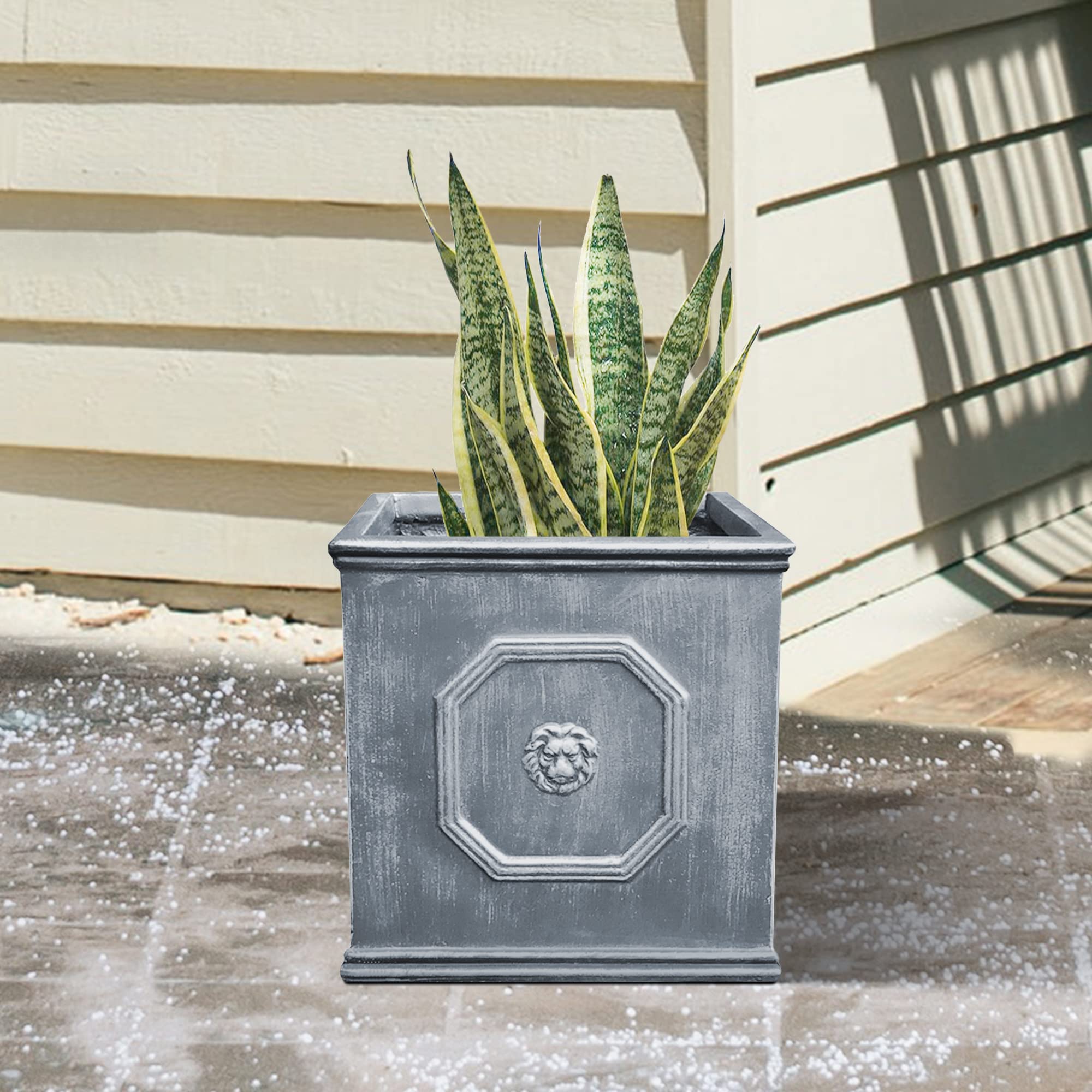 kante planter with olive tree on porch enhancing entrance curb appeal
