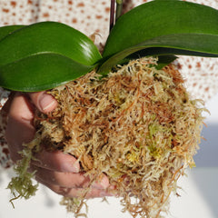 Kapecute moss being wrapped on a pole to encourage aerial roots attachment