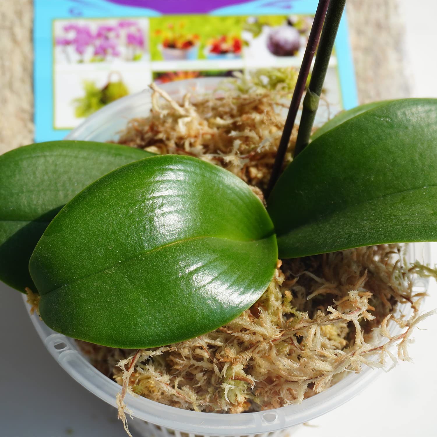 Kapecute mixed into orchid potting setup for improved root aeration