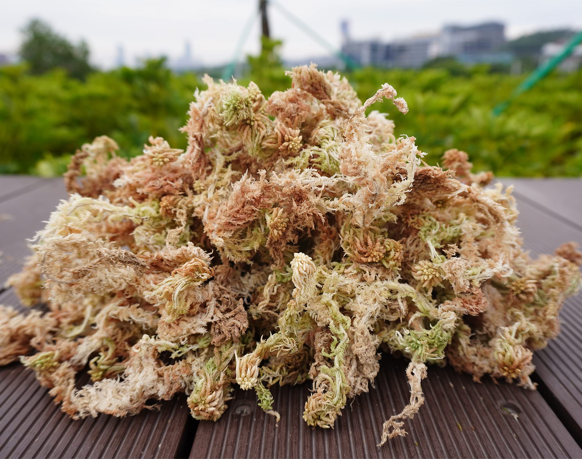 Kapecute rehydrated moss close-up showing fluffy texture and water retention