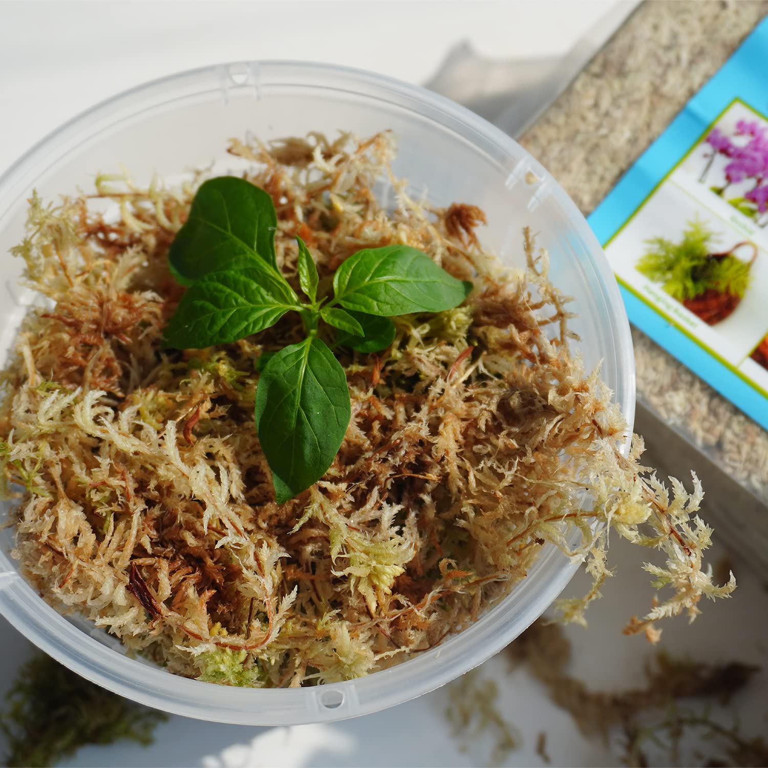 Kapecute moss texture detail showing fibers that retain moisture effectively